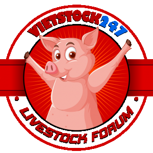 PIG-01.png